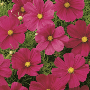 Bright pink cosmos flowers blooming vibrantly.